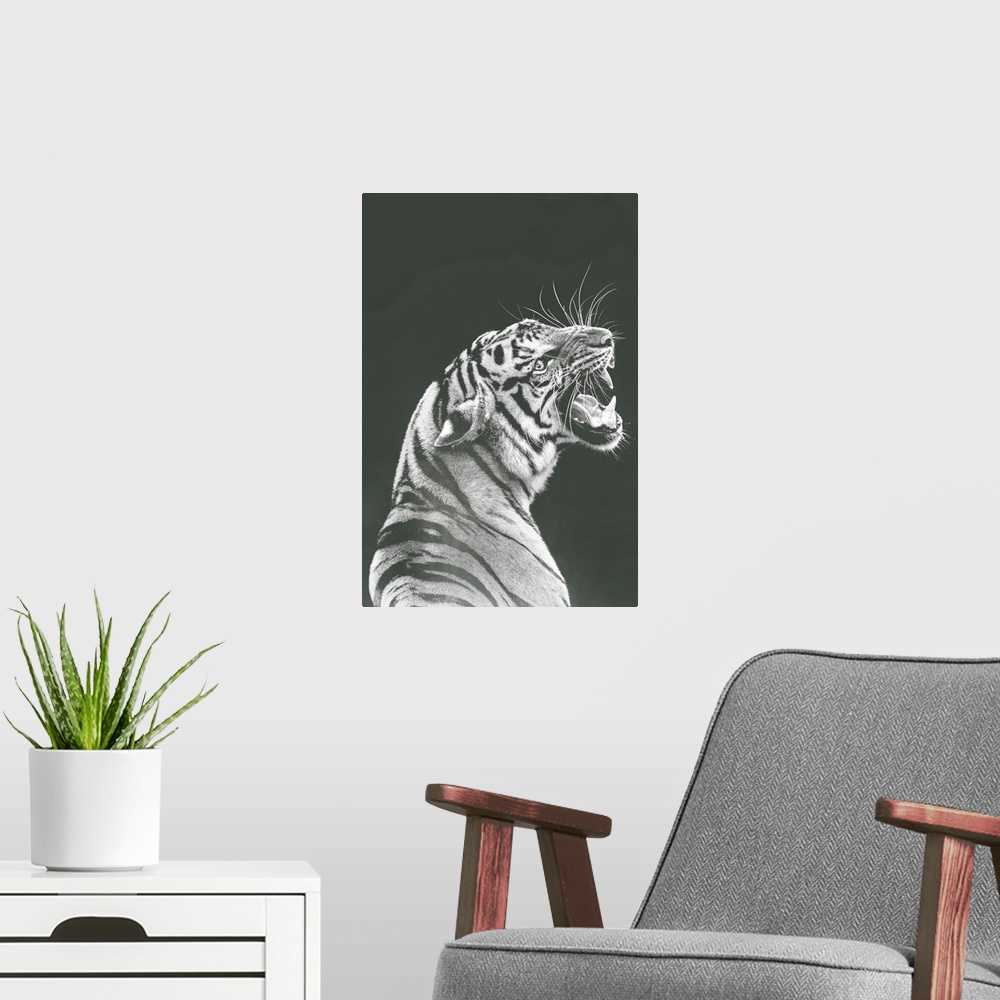 A modern room featuring Grey Tiger