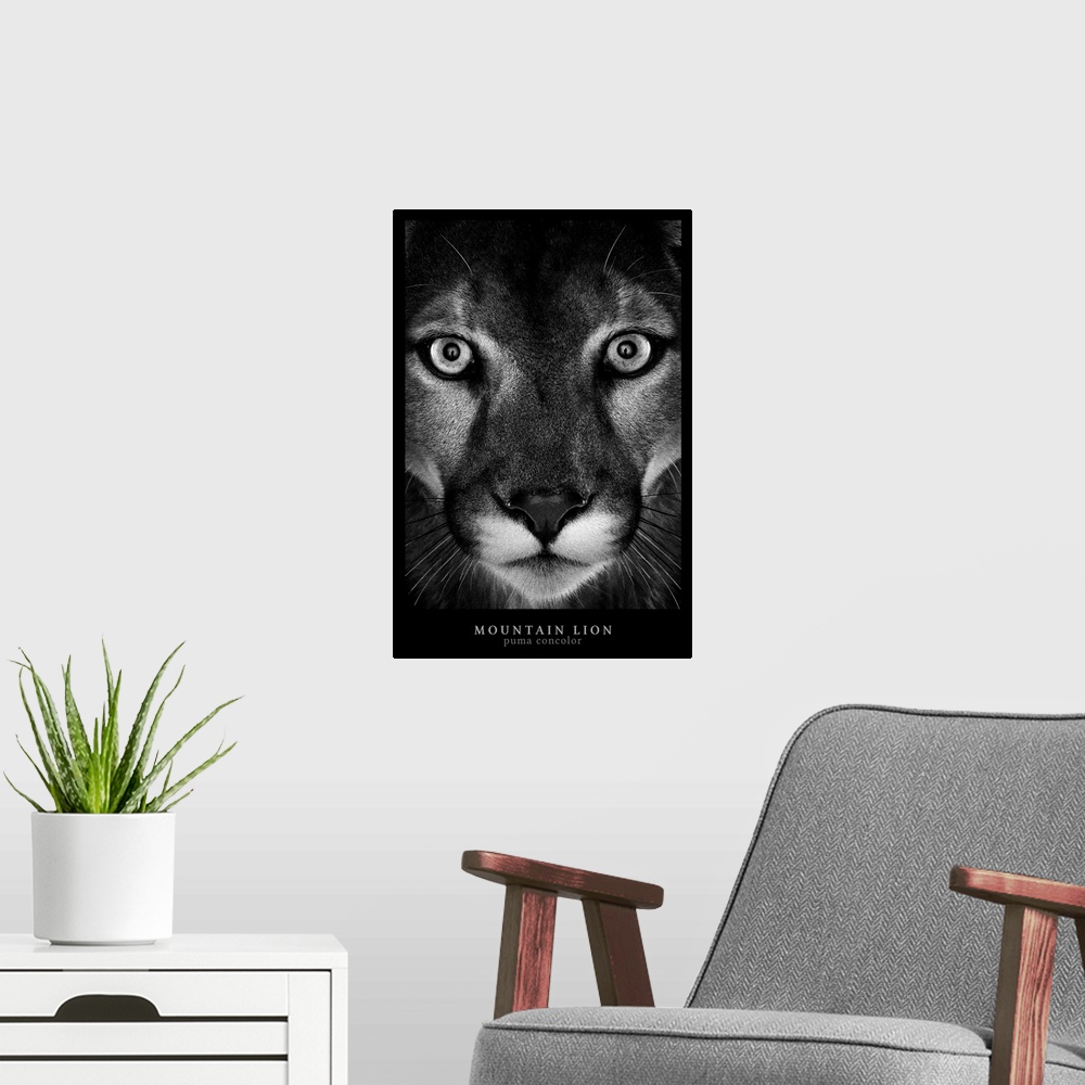 A modern room featuring Mountain Lion Black