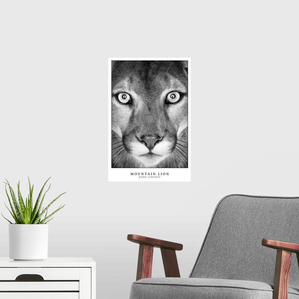 A modern room featuring Mountain Lion White