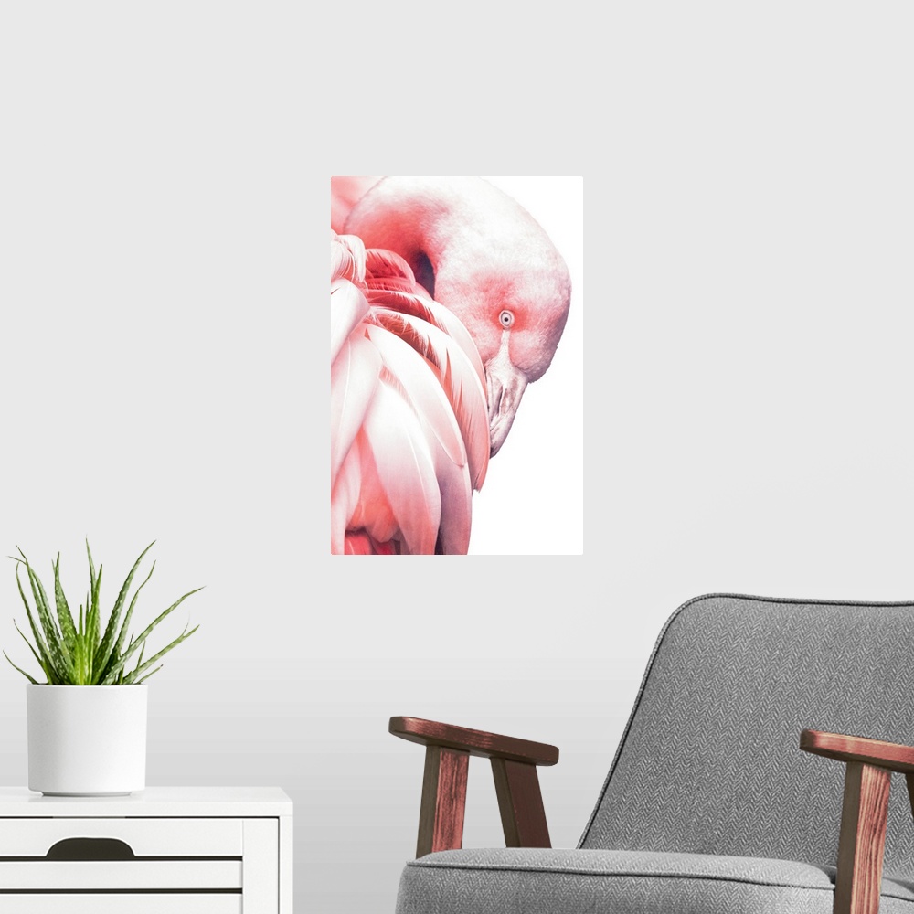 A modern room featuring White Flamingo