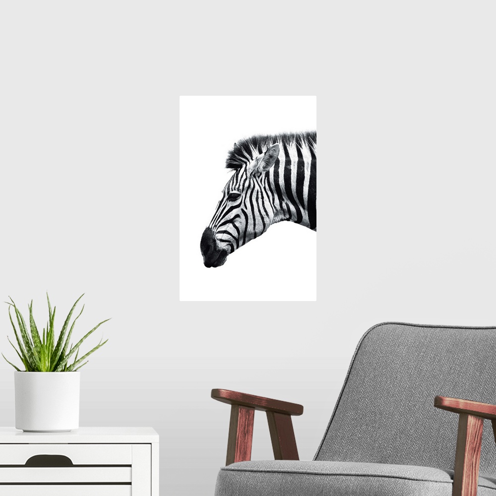 A modern room featuring White Zebra