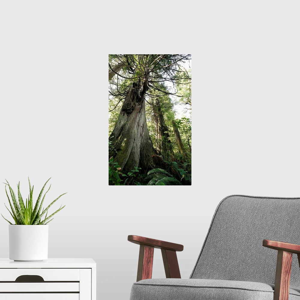 A modern room featuring Cedar And Fir Trees, Meares Island, British Columbia, Canada