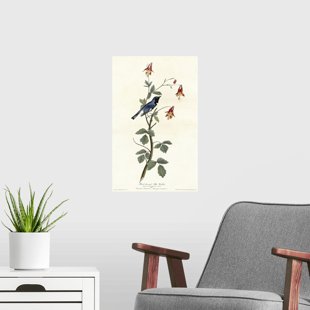 A modern room featuring Audubon Birds, Black Throated Blue Warbler