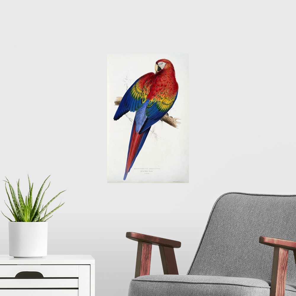 A modern room featuring Originally a coloured engraving. Red And Yellow Macaw (Macrocercus Aracanga), From Illustrations ...