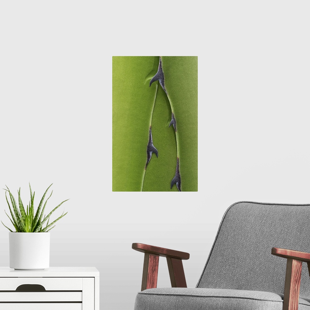 A modern room featuring Thorns on Green Leaves