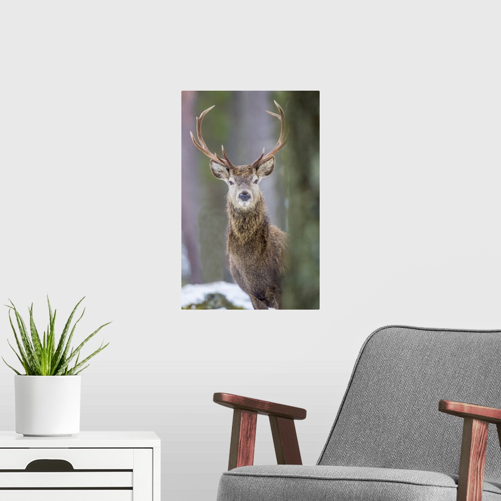 A modern room featuring Red deer stag (Cervus elaphus), Scottish Highlands, Scotland, United Kingdom, Europe