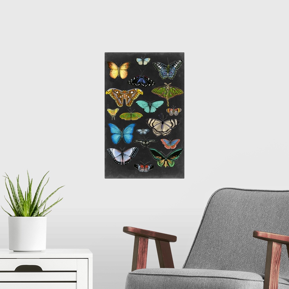 A modern room featuring Graphic Butterfly Taxonomy I