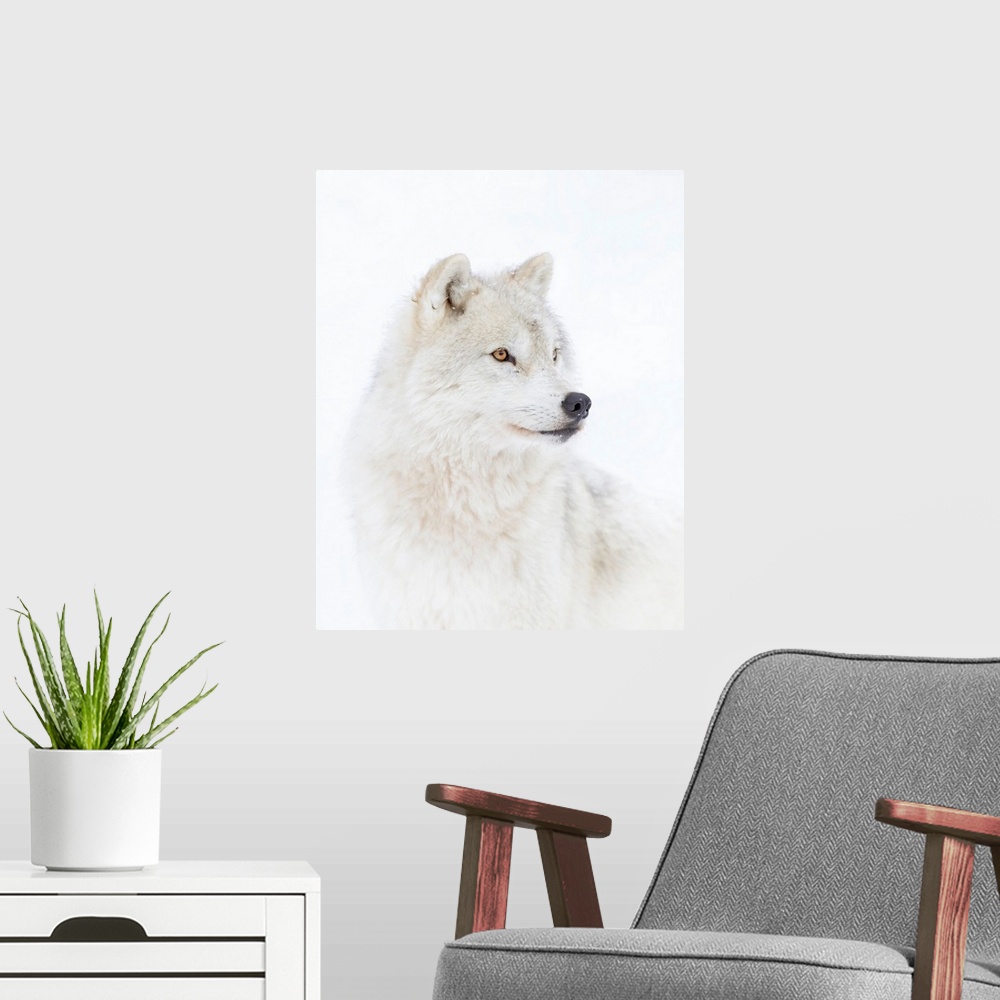 A modern room featuring Portrait Of An Arctic Wolf