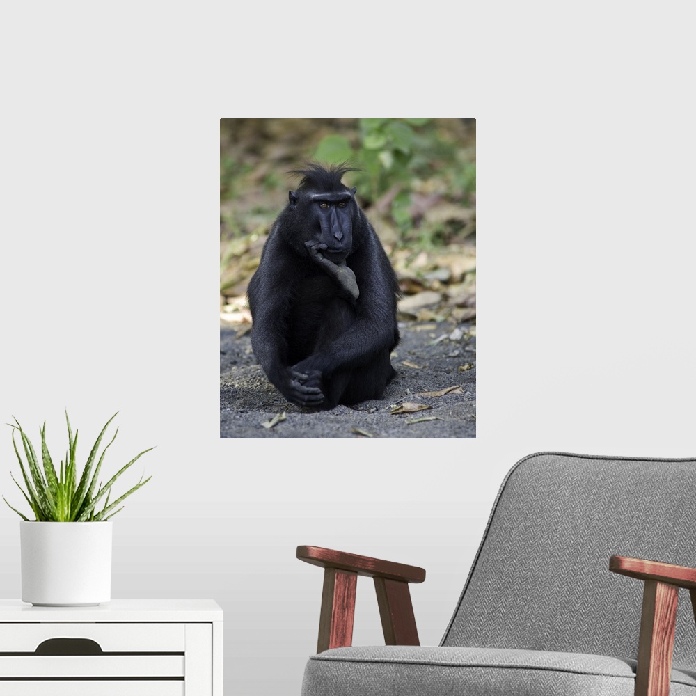 A modern room featuring A portrait of a monkey sitting on the ground in a humorous pose as if pondering a thought.