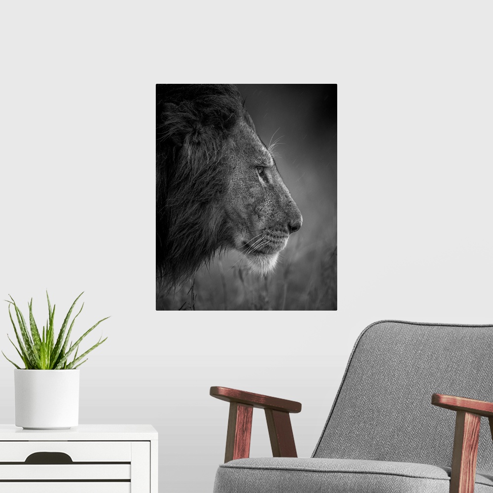 A modern room featuring Dark with raining day the Lion was walking to the good place to sleep after his big meal, taken i...