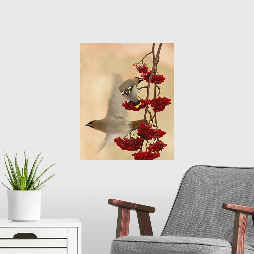 A modern room featuring A Cedar Waxwing eats berries hanging from a branch as another flies off.