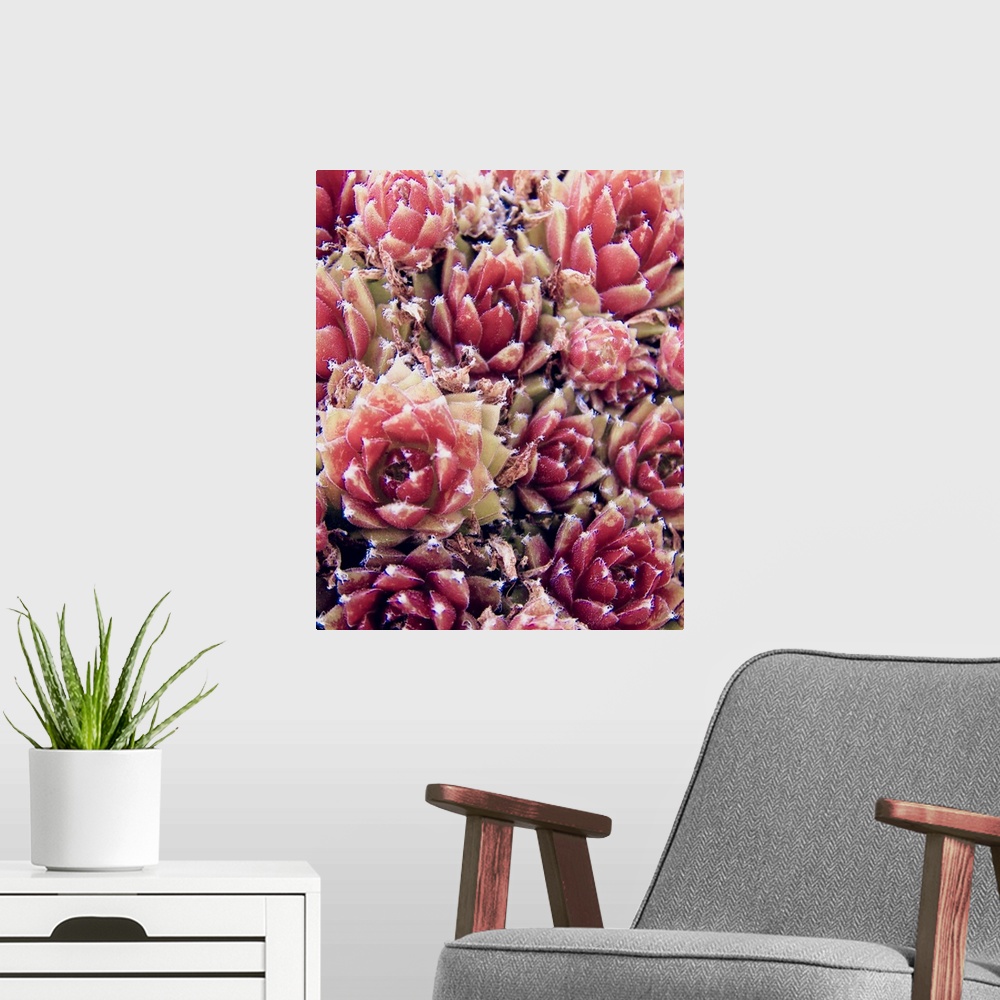 A modern room featuring Red Succulents New Born