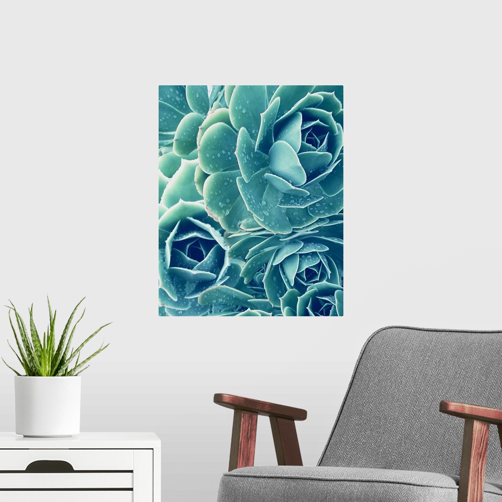 A modern room featuring SucculentsWith Dew 2
