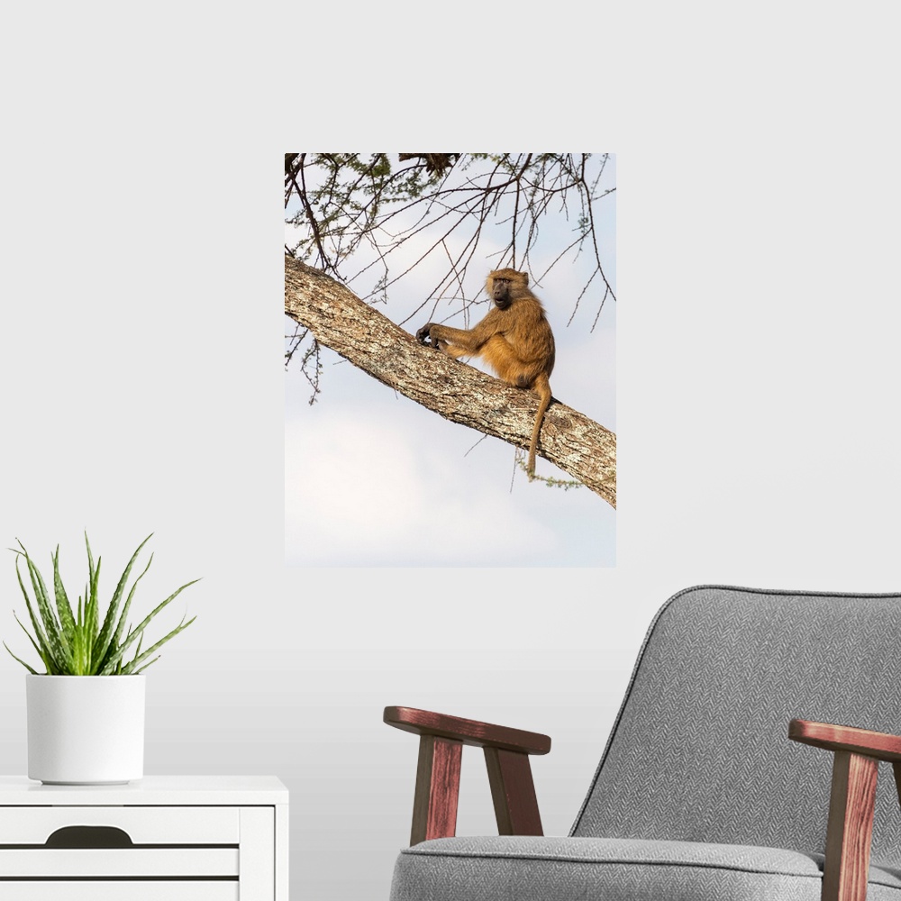 A modern room featuring A single baboon high in a tree