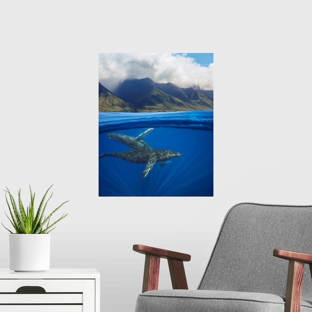 A modern room featuring A split image of a pair of humpback whales (Megaptera novaeangliae) underwater in front of the We...