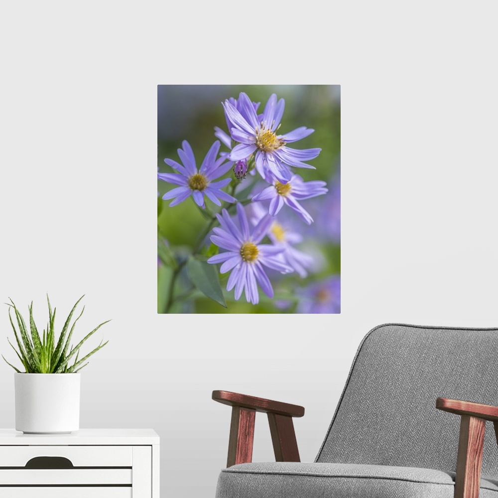 A modern room featuring Autumn aster flowers of Aster Cordifolius Little Carlow.