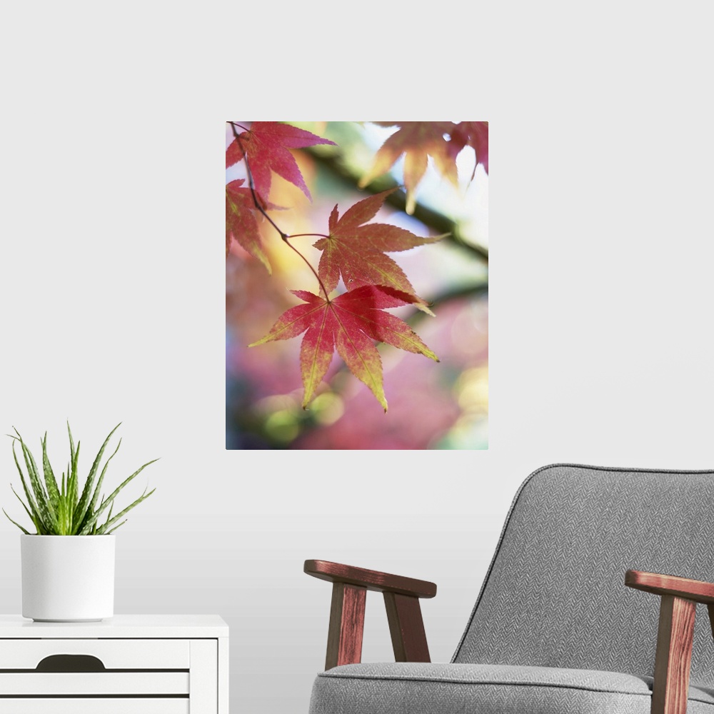 A modern room featuring Autumn Foliage of Japanese Maple, Westonbirt Arboretum, Gloucestershire, England