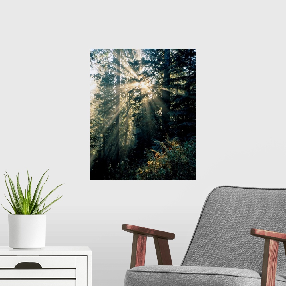 A modern room featuring Beams of sunlight shining through trees, Mount Rainier national park. Washington, united states o...