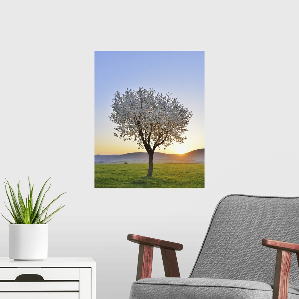 A modern room featuring Blossoming Cherry Tree in Spring at Sunrise, Miltenberg, Spessart, Franconia, Bavaria, Germany