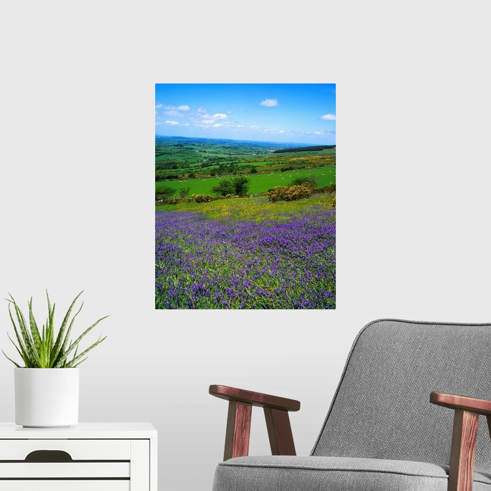 A modern room featuring Bluebell Flowers On A Landscape, County Carlow, Republic Of Ireland