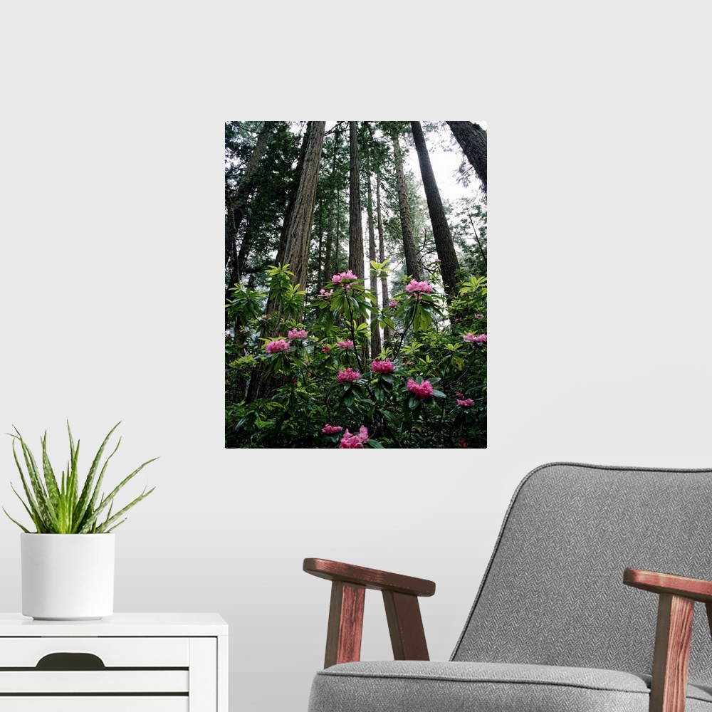 A modern room featuring California, Rhododendrons And Coast Redwoods In Fog