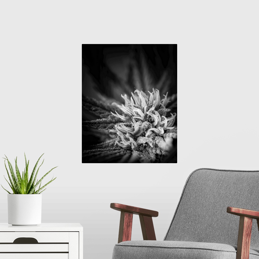 A modern room featuring Close-up of a maturing cannabis plant and flower with visible trichomes. Marina, California, unit...