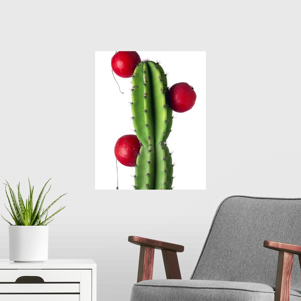 A modern room featuring Cluster of red fruit of a cactus commonly grown as a garden plant