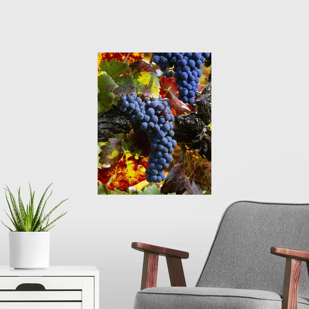 A modern room featuring Clusters of mature, harvest ready Cabernet Sauvignon wine grapes on the vine