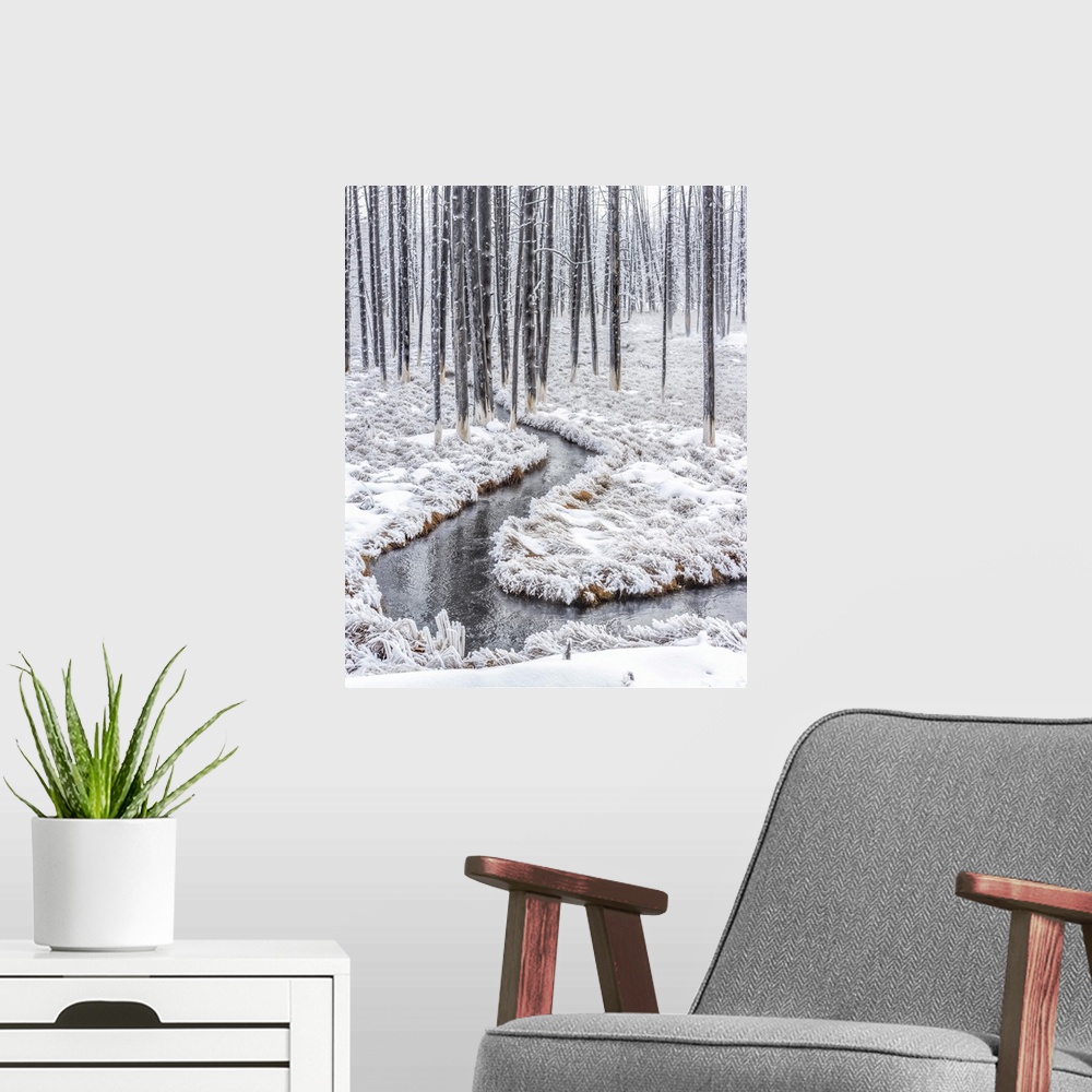 A modern room featuring Dead lodgepole pine trees (Pinus contorta) with a thermal runoff channel in the Lower Geyser Basi...