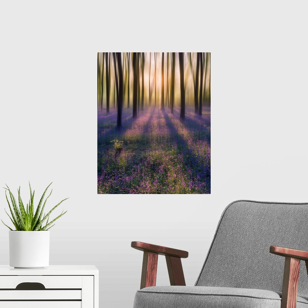 A modern room featuring Dreamy bluebell woodland sunrise in spring.