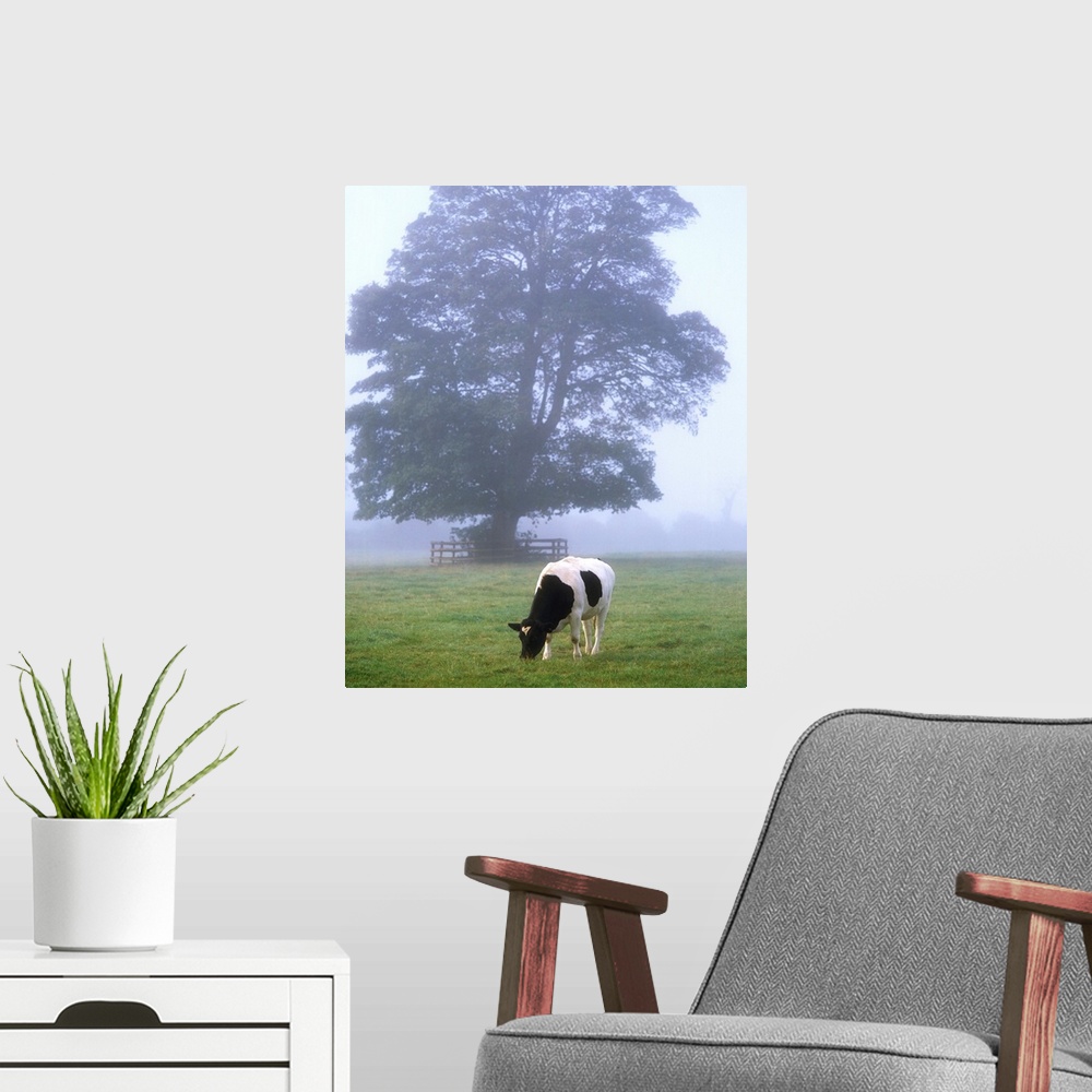 A modern room featuring Friesian Cow, Ireland