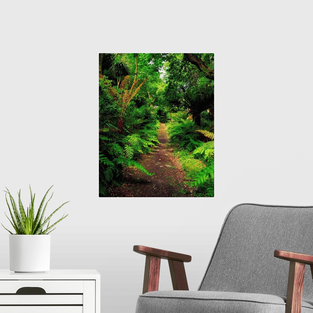 A modern room featuring Glanleam, Co Kerry, Ireland; Pathway Lined By Tree Ferns