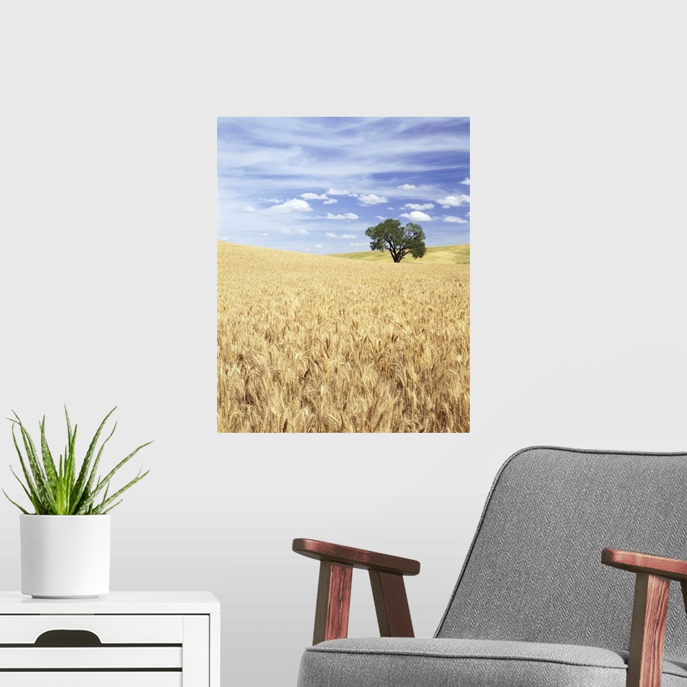 A modern room featuring ca. 1995, Palouse, Washington State, USA --- Sprawling Wheat Fields --- Image by  Craig Tuttle/Co...