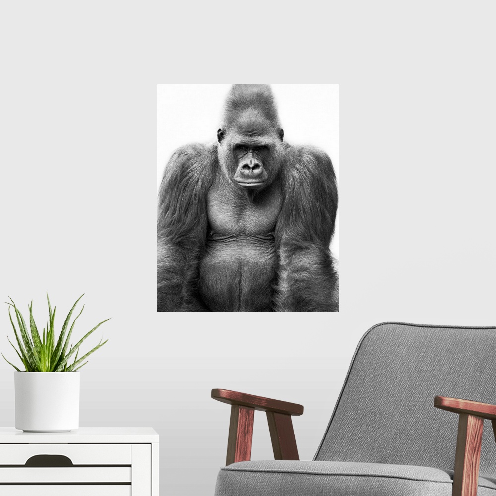 A modern room featuring Gorilla