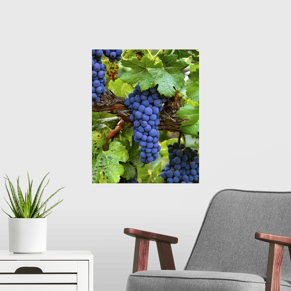 A modern room featuring Mature Merlot wine grape clusters on the vine, ripe and ready for harvest
