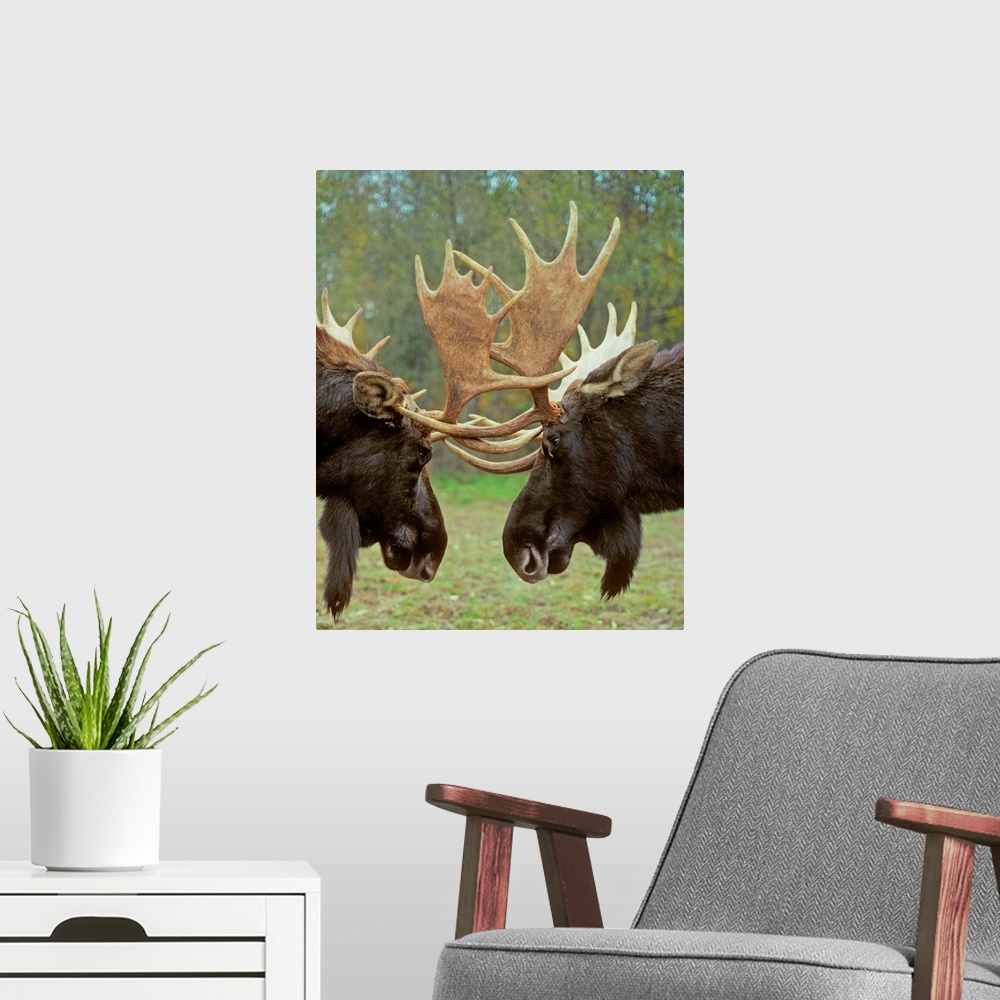 A modern room featuring Moose - Dominance Display, Autumn Rut