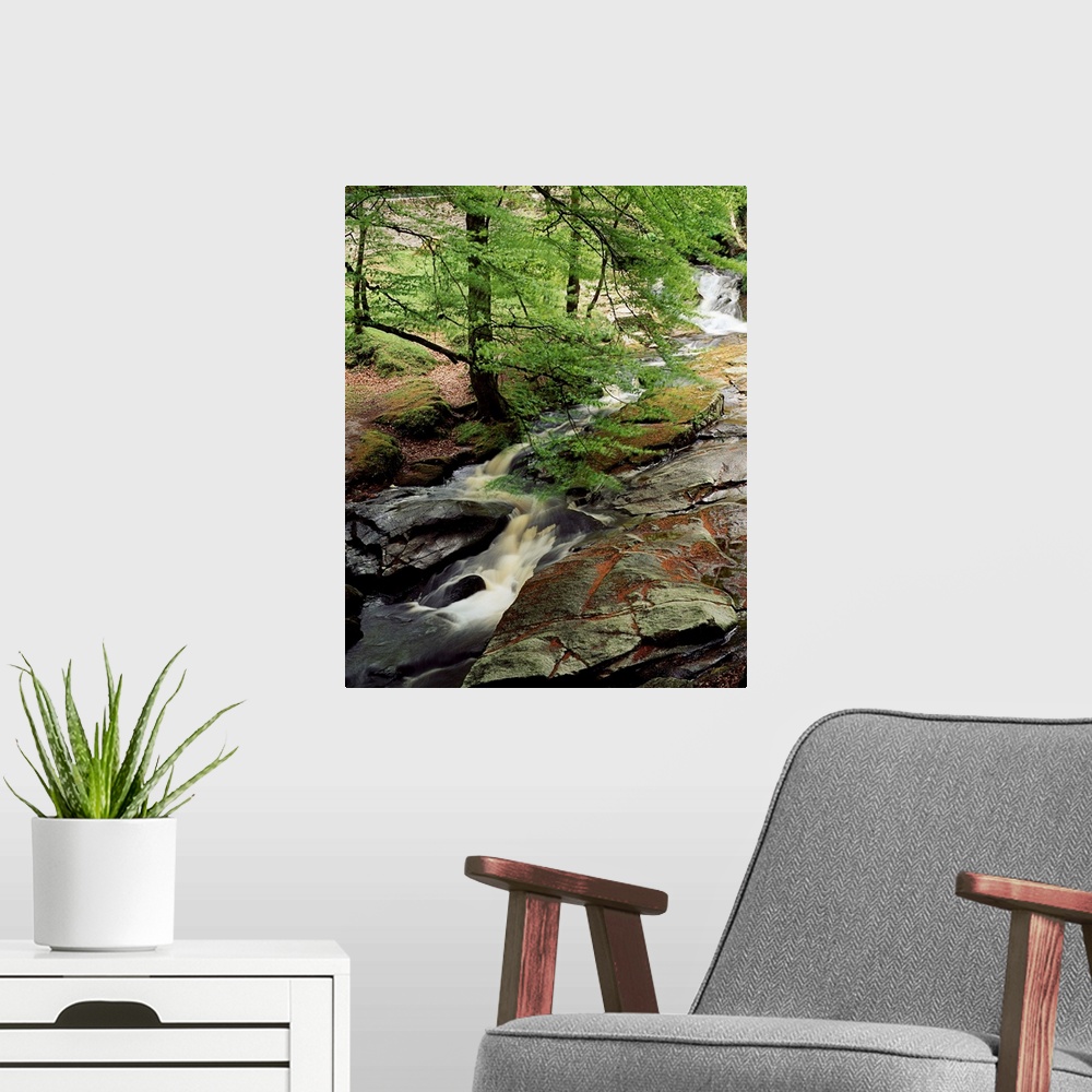 A modern room featuring Stream In The Woods, Kilbride, County Antrim, Ireland
