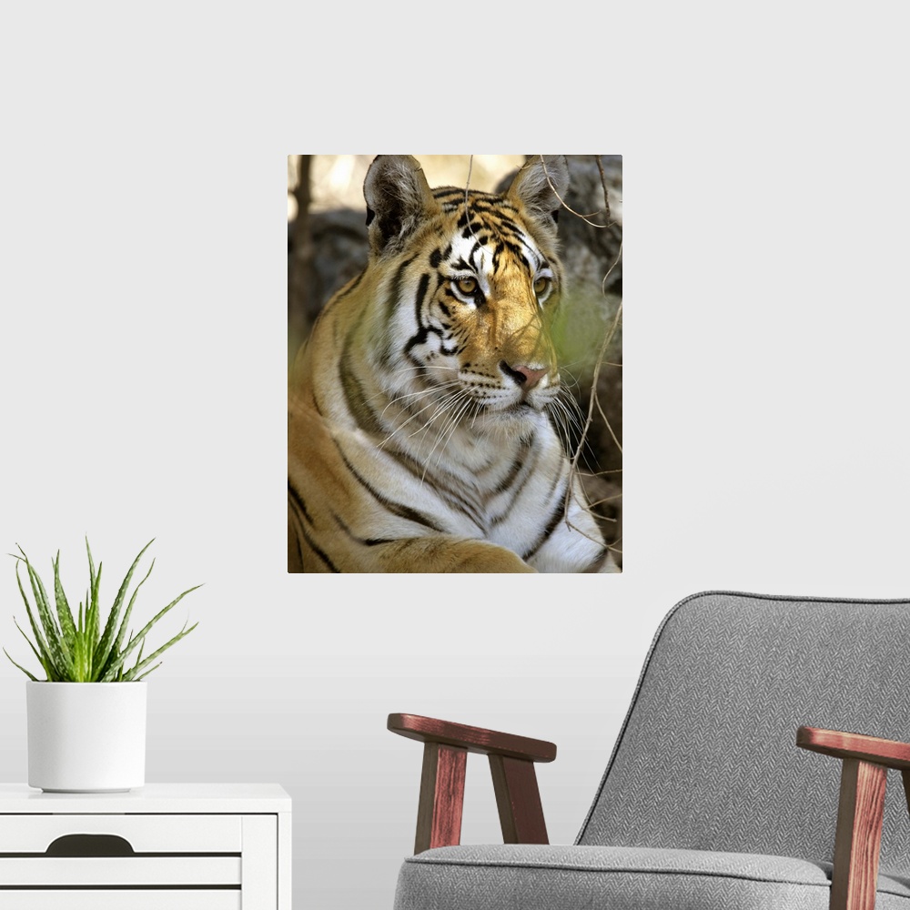A modern room featuring Tiger Sitting Amongst Leaves, Close Up
