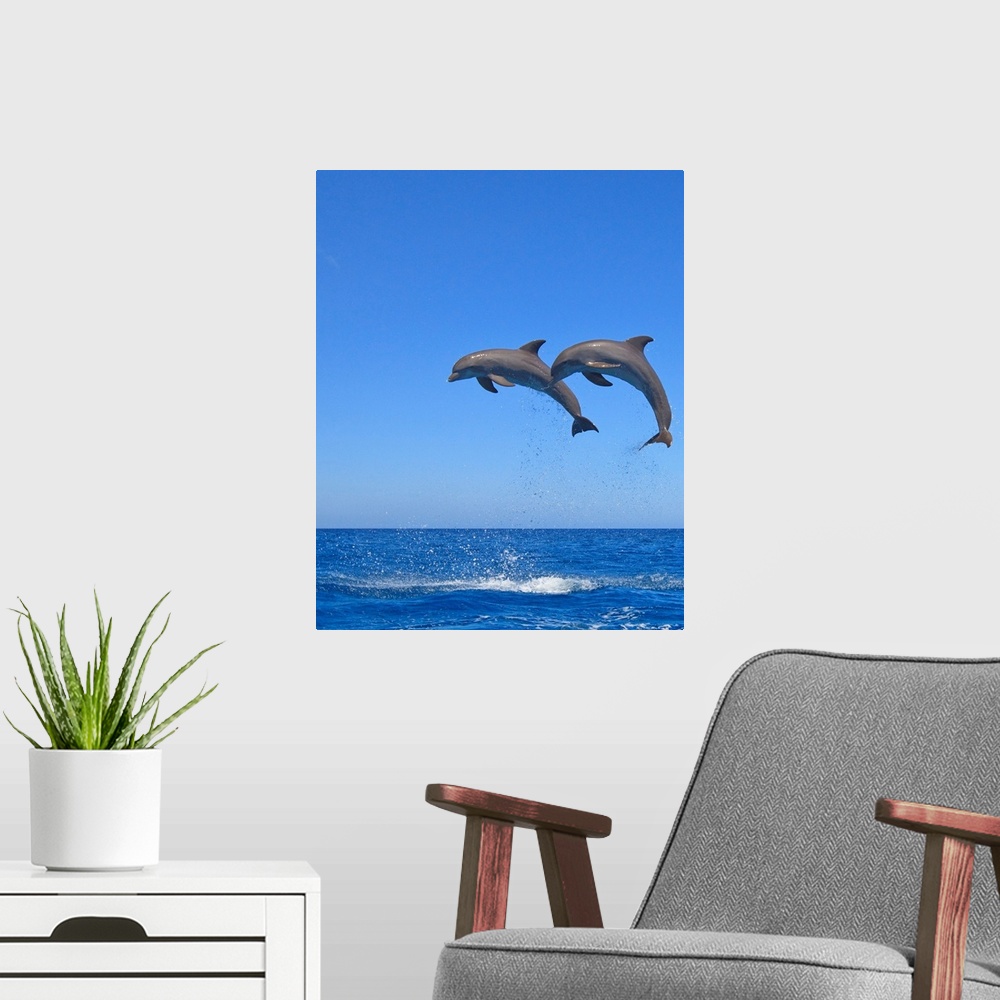A modern room featuring Two Bottlenose Dolphins (Tursiops Truncatus) Jumping In The Sea, Roatan, Honduras