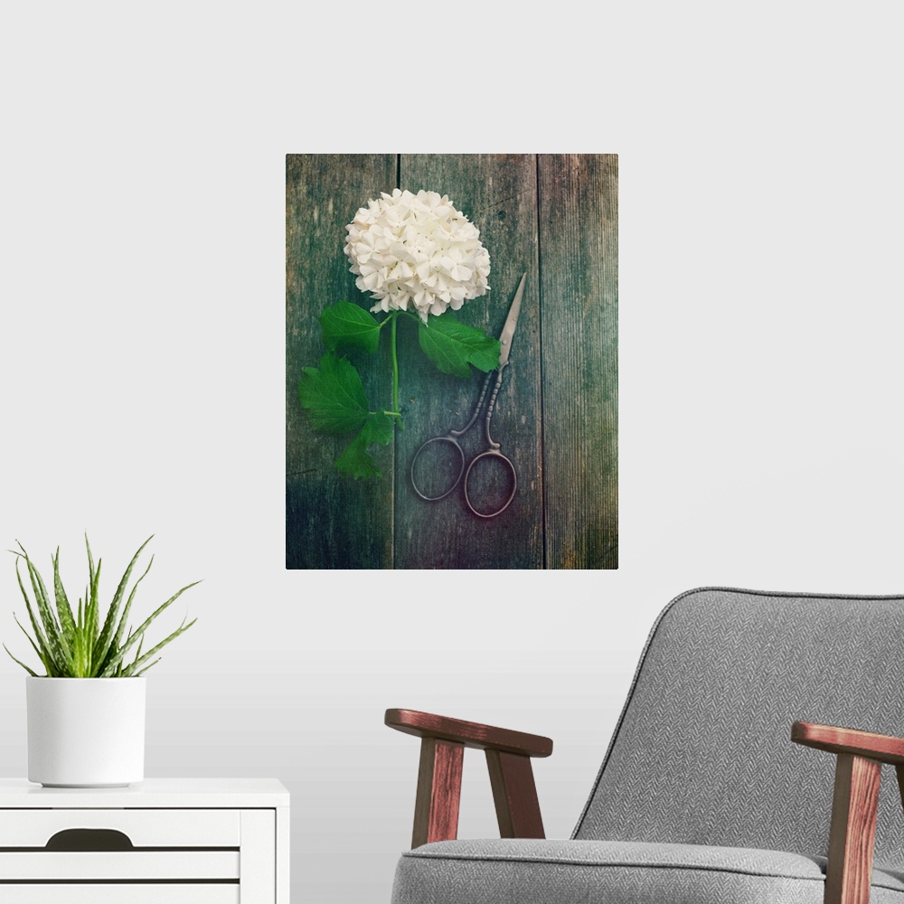 A modern room featuring Photograph of a freshly cut hydrangea on a wooden background with a pair of scissors.