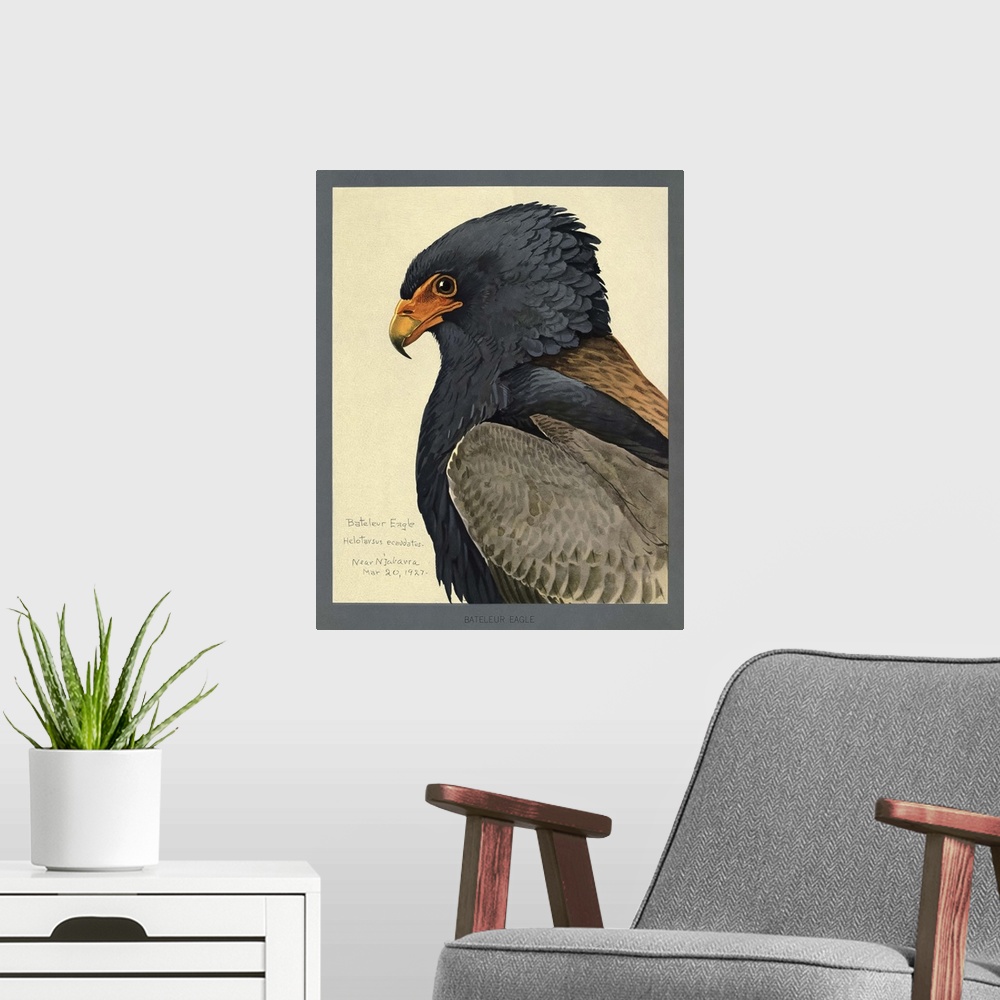 A modern room featuring Abyssinian Bateleur Eagle
