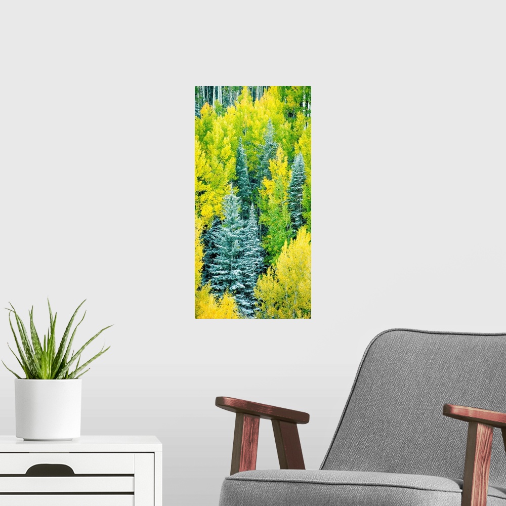 A modern room featuring Photograph of Autumn pine trees.