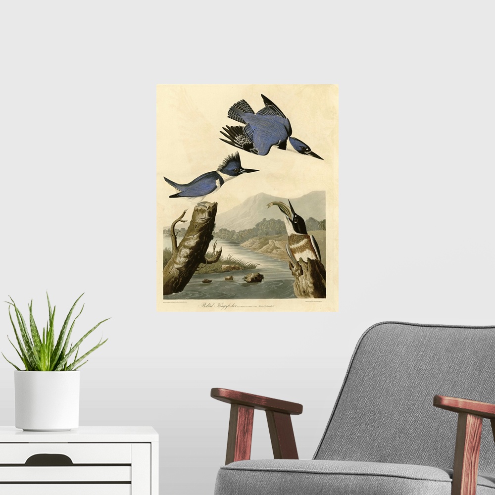 A modern room featuring Audubon Birds, Belted Kingfisher
