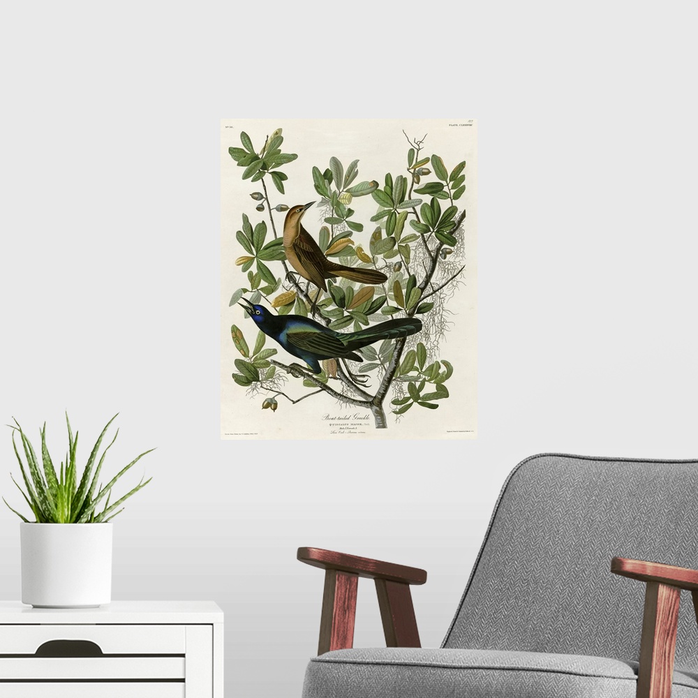 A modern room featuring Audubon Birds, Boat Tailed Grackle