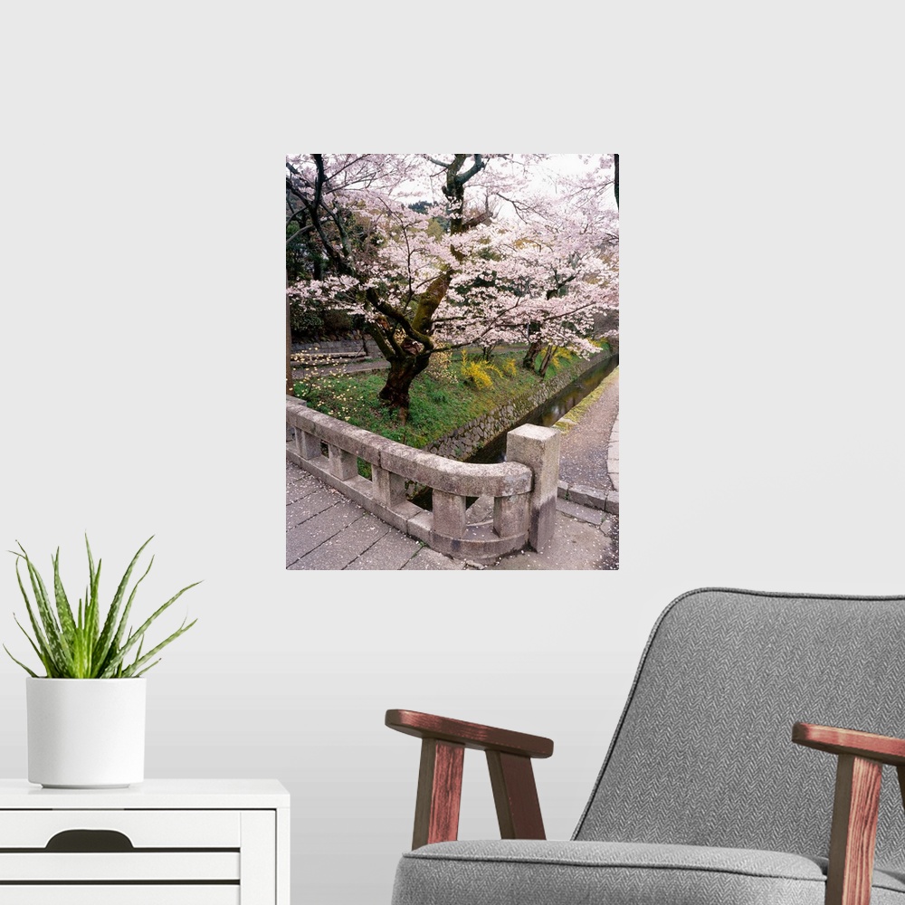 A modern room featuring Photograph of a Japanese garden with cherry blossom trees in bloom.