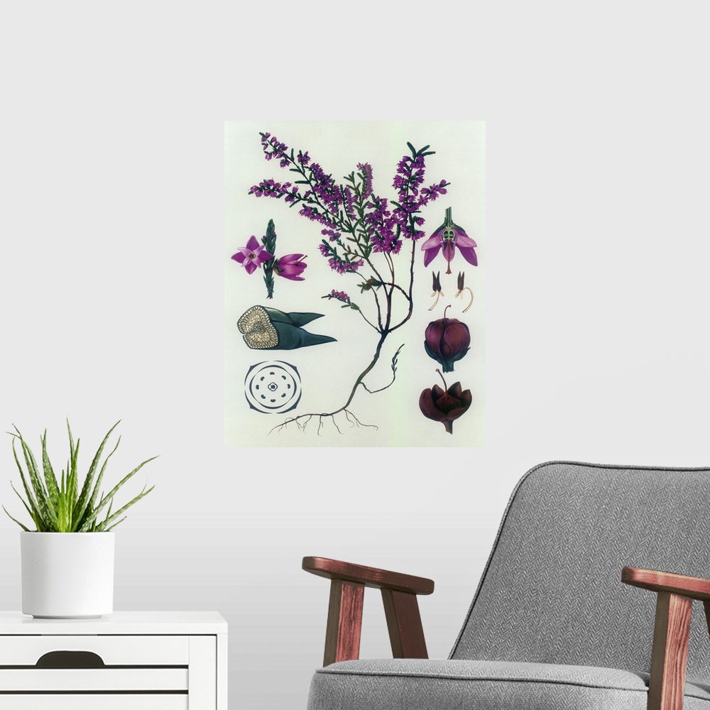 A modern room featuring Heather - Botanical Illustration