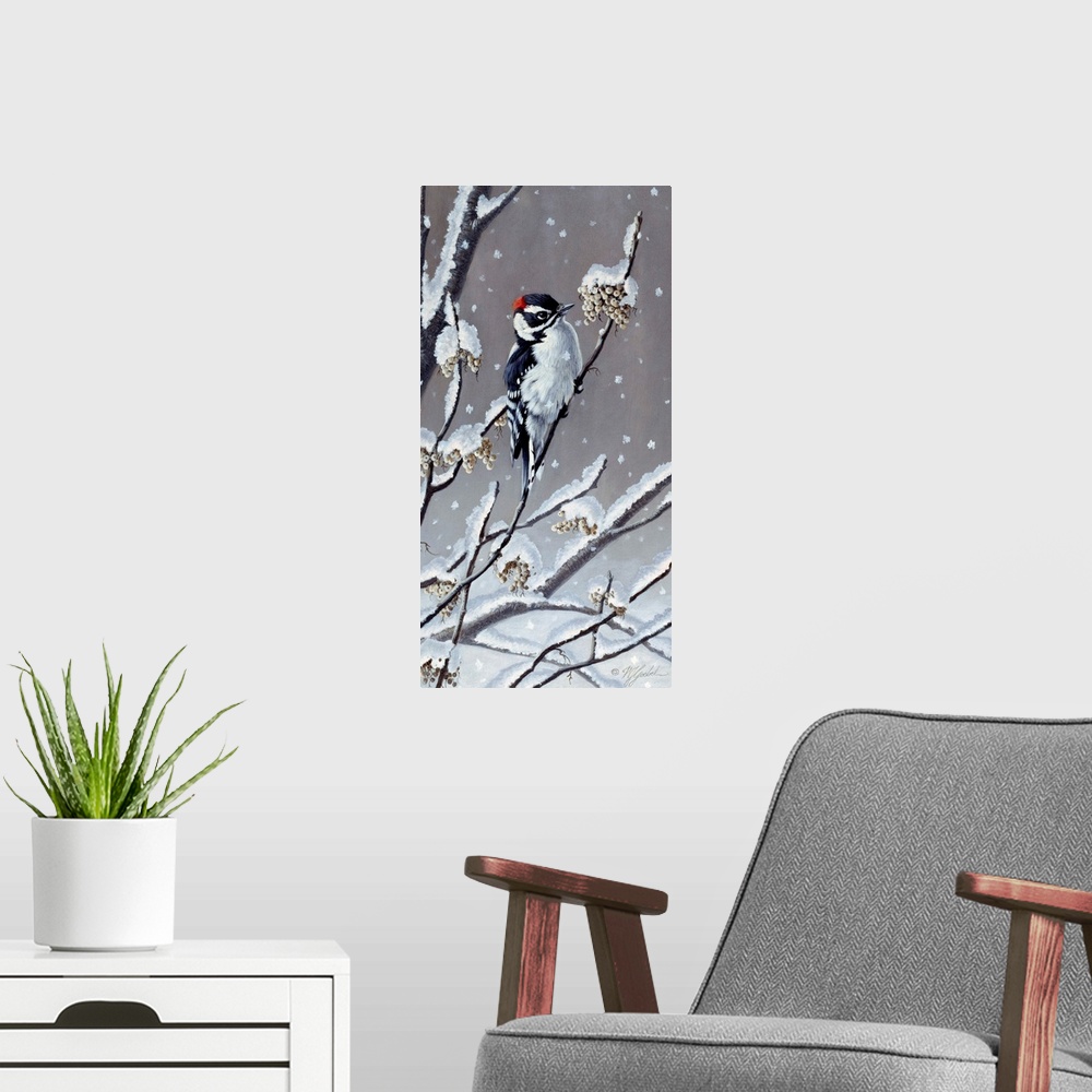 A modern room featuring Downy Woodpecker eating berries off a snowy branch.