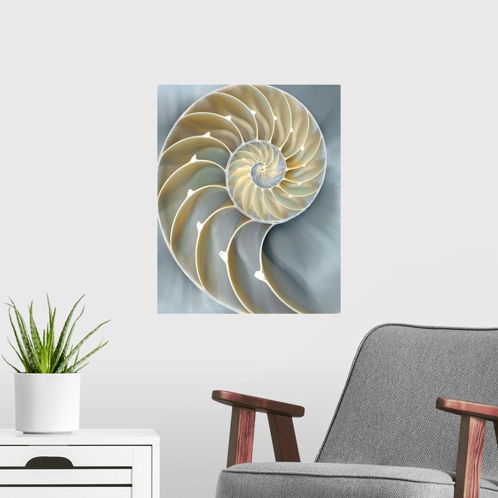 A modern room featuring Dreamy illustration of a nautilus shell in cream, tan, and blue hues.