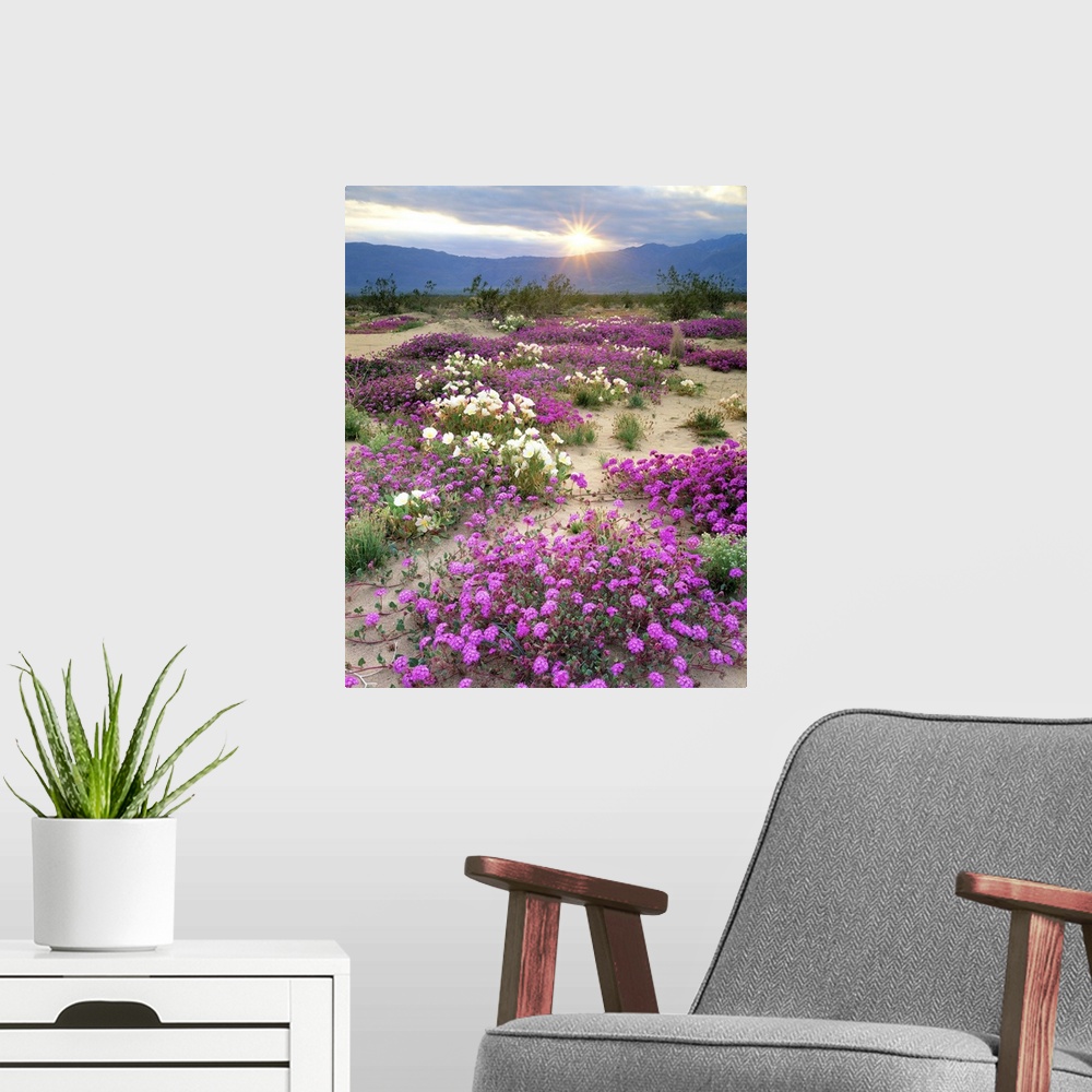 A modern room featuring USA, California, Anza-Borrego Desert State Park. Sand verbena and dune primrose wildflowers at su...