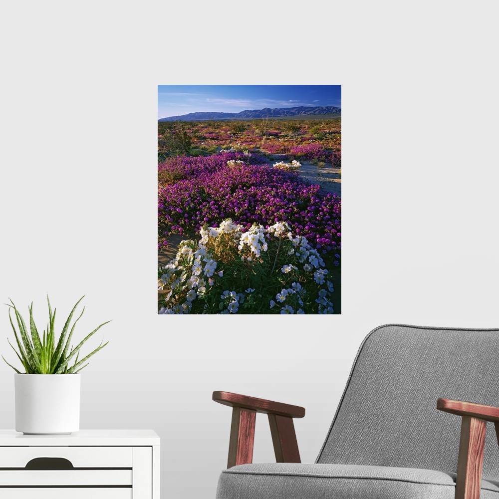 A modern room featuring USA, California, Anza-Borrego State Park. Evening primrose and sand verbena in bloom.